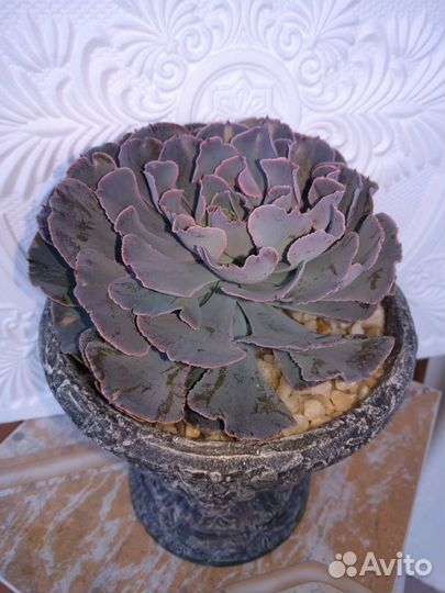 Вазоны с Эхеверией