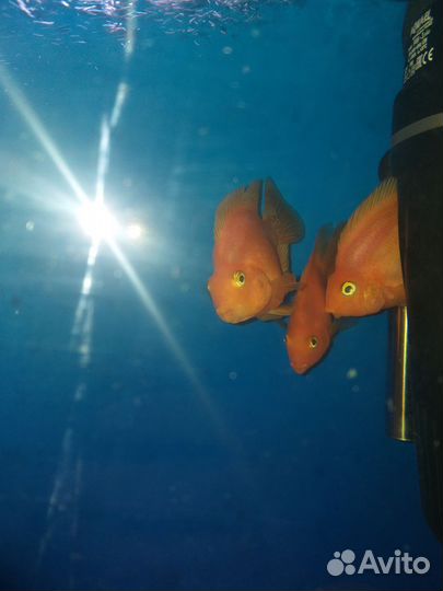 Рыба цихлида попугай