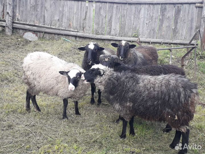 Овцы баран