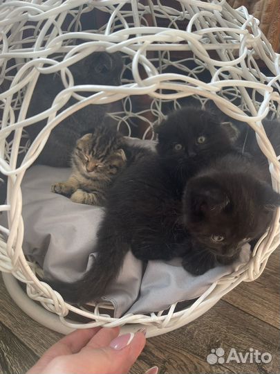 Котята в добрые руки даром