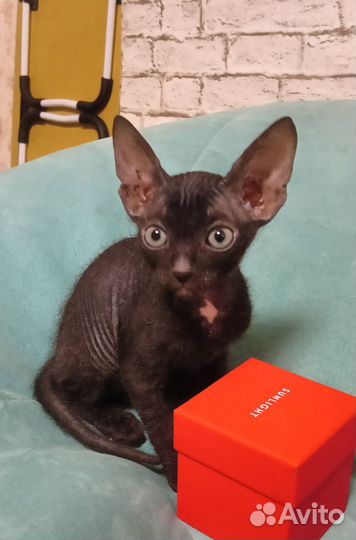 Донской сфинкс кот