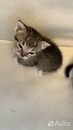 Котята в добрые руки бесплатно