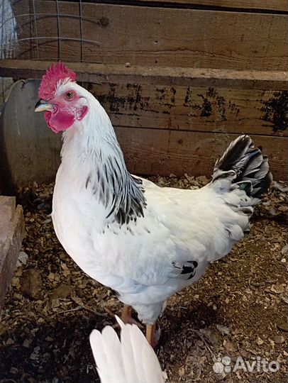 Молодые петушки