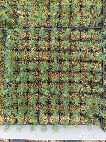 Сосна и Ель зкс