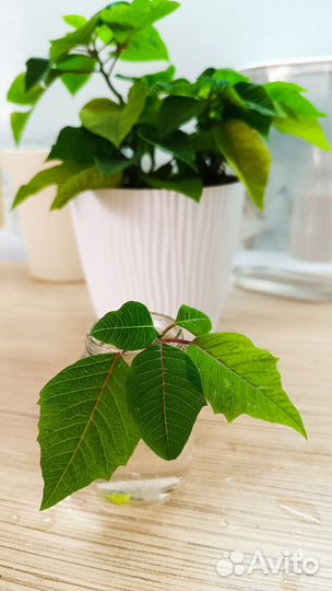 Цветы Пуансеттия рождественская звезда