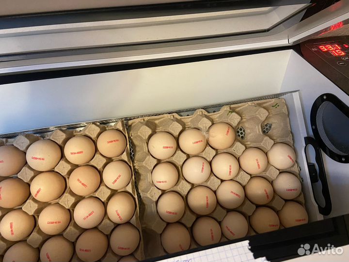 Цыплята бройлеры кобб 500