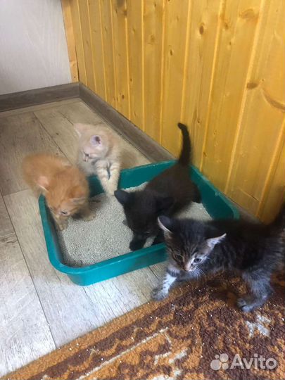 Котята в добрые руки