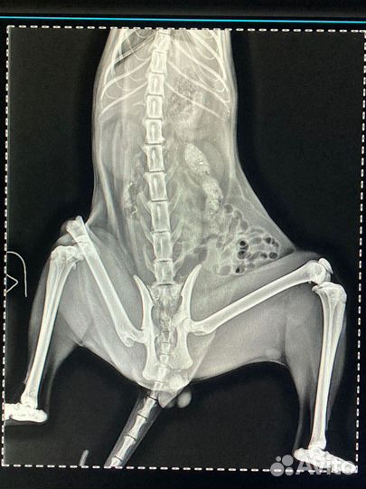Ассистент ветеринарного врача,терапевт