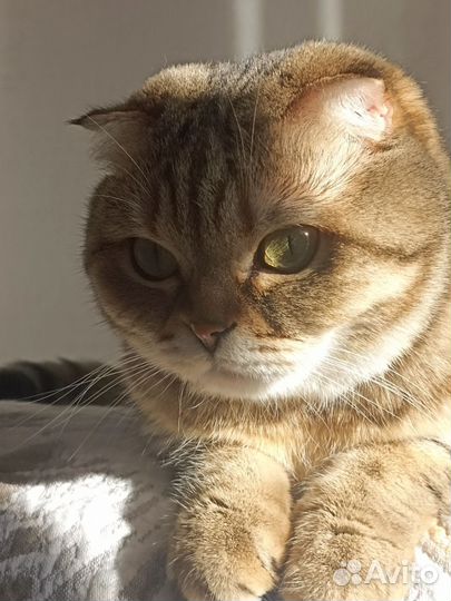 Шотландская