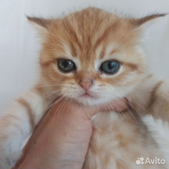 Шотландский котик