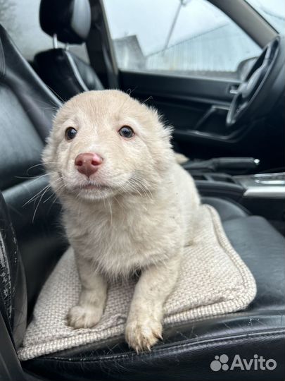 Белоснежка