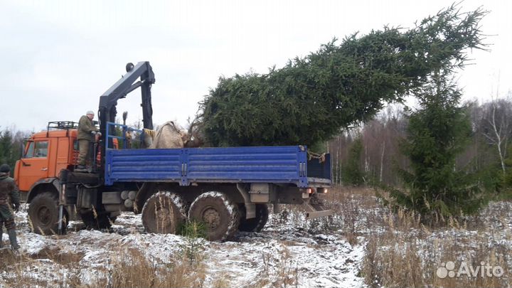 Деревья из питомника, крупномеры