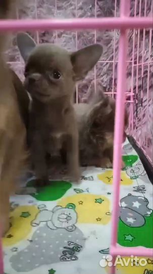 Девочка, 2.5 месяца