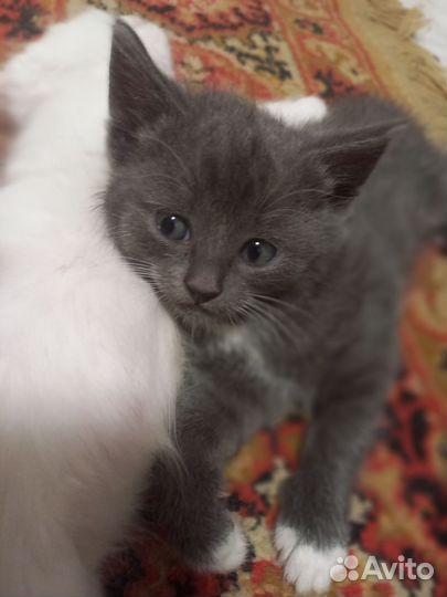 Котята отдам бесплатно