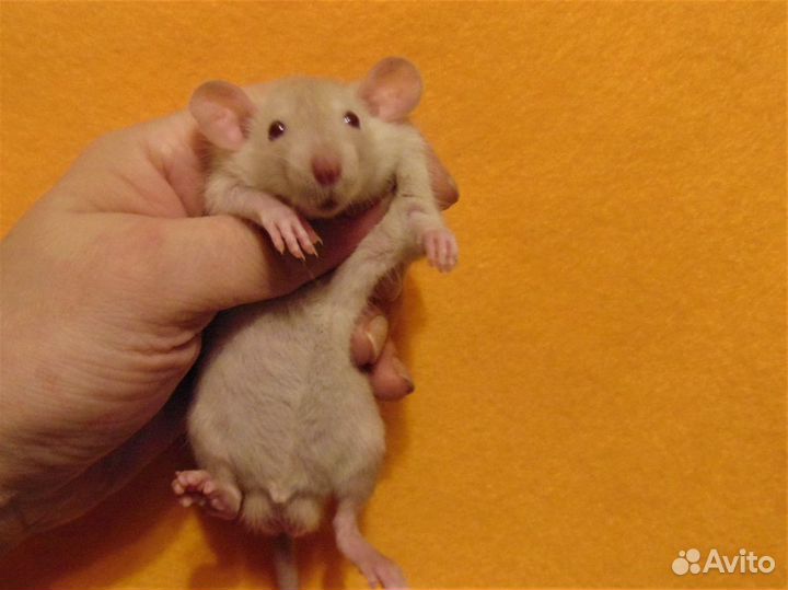 Крысята, крысы дамбо от заводчика, клетки, гамак