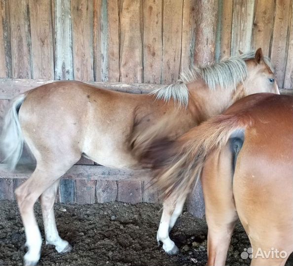 Молодые жеребцы на мясо