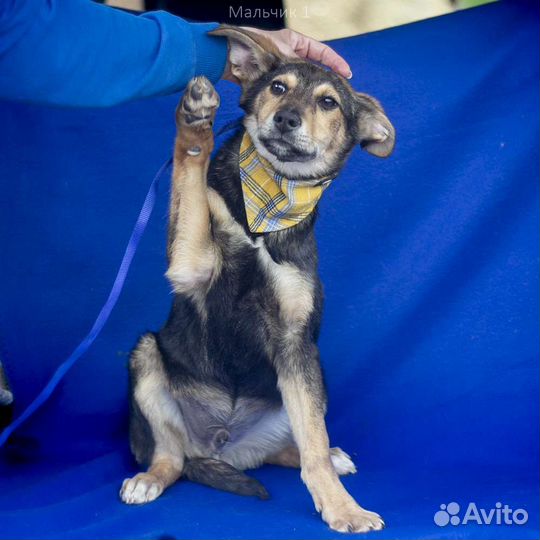 Щенок мальчик бесплатно