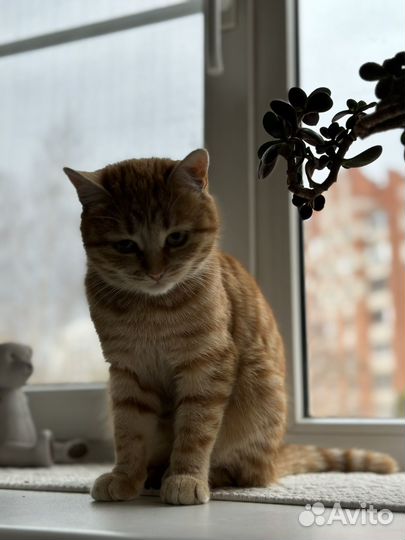 Котенок девочка в добрые руки