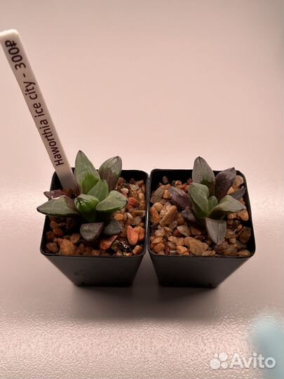 Суккуленты: хавортия, haworthia