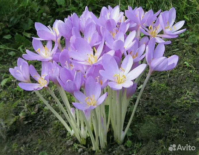 Луковицы крокусов