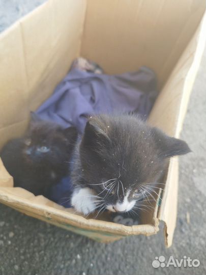 Отдам котенка (мальчик)