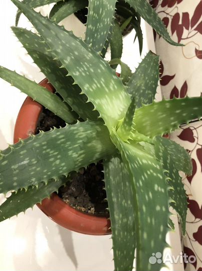 Лечебный алоэ