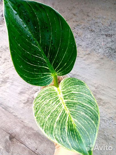 Сингониум в сортовые