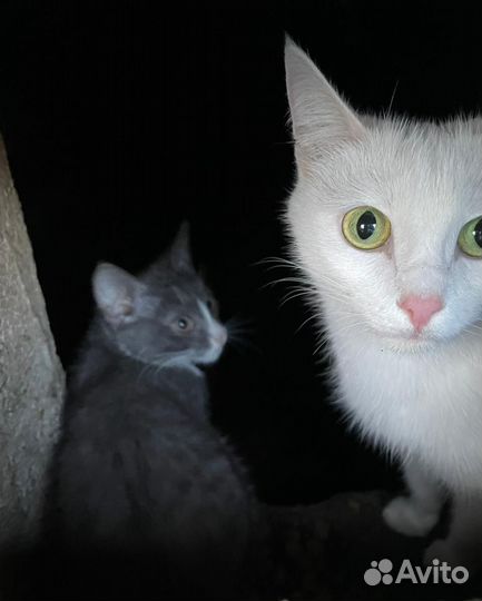 Кошка и котёнок ищут дом
