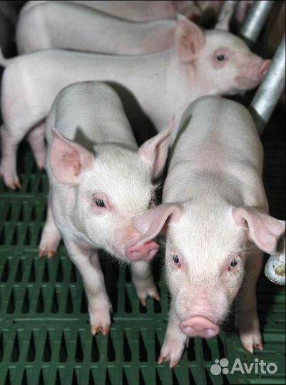 Поросята белые