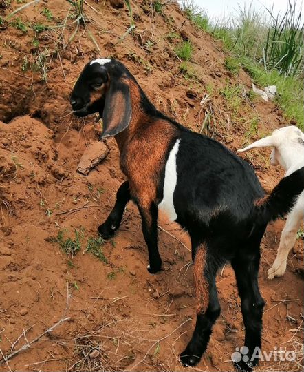 Коза, Козочка, Козлик Англо-нубийские и процентные