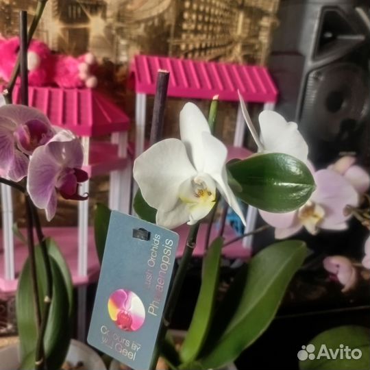Дендробиум, фаленопсис