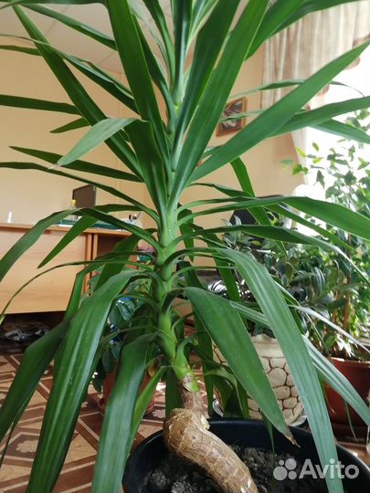 Домашний цветок