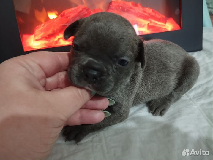 Французский бульдог щенки