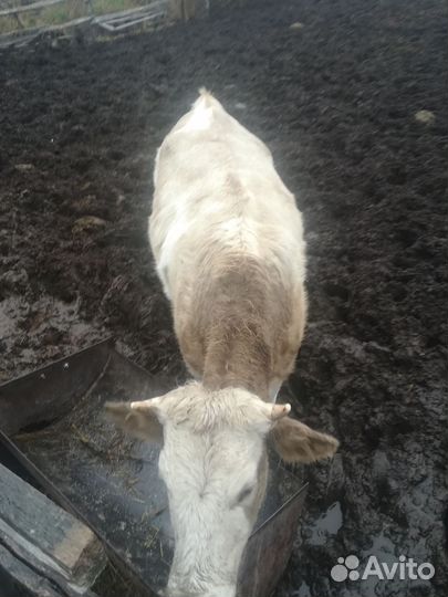 3 тёлки 1 бычек