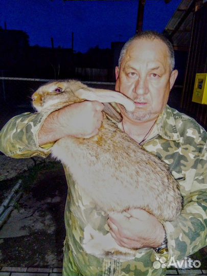 Кролики породы великан