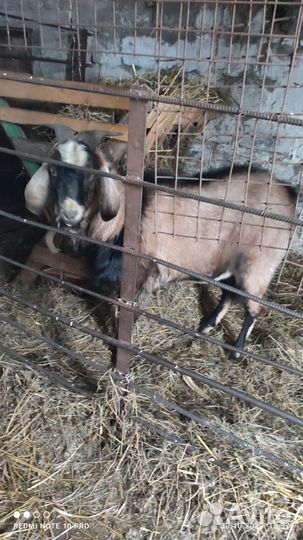 Нубийский козел