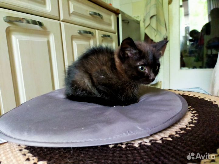 Кошка