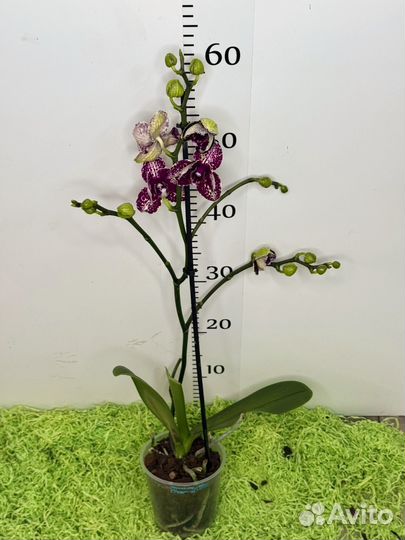 Орхидея фаленопсис Дикий кот бабочка