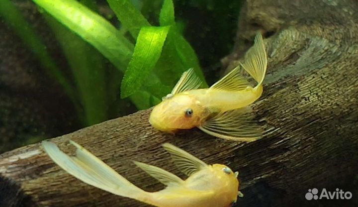 Аквариумые рыбки