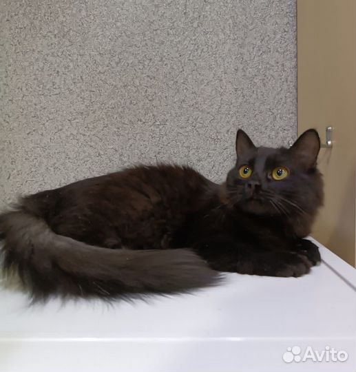 Котенок в дар