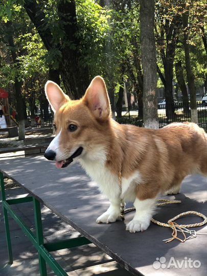 Вельш-корги