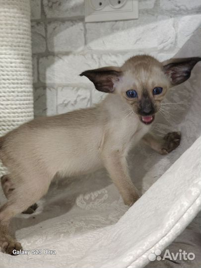 Ориентальная