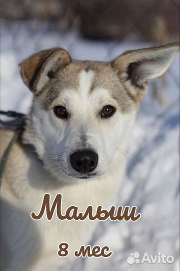 Собака Малыш в добрые руки