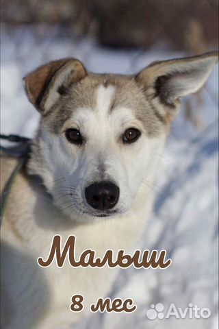 Собака Малыш в добрые руки