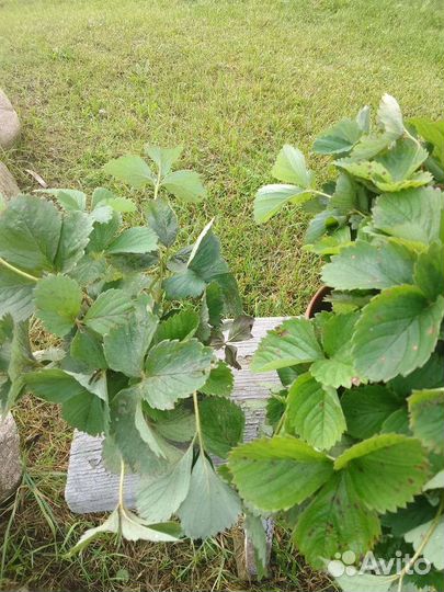 Усы клубники