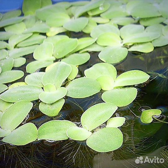 Сайдекс для аквариума растения наяс и пистия