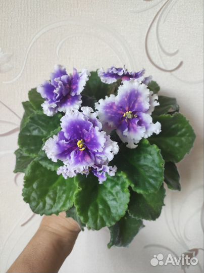 Сортовые фиалки