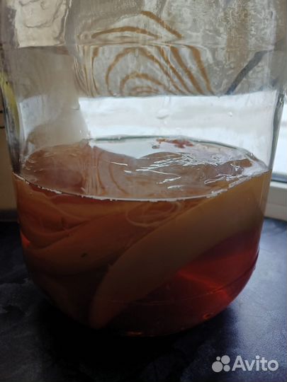 Чайный гриб