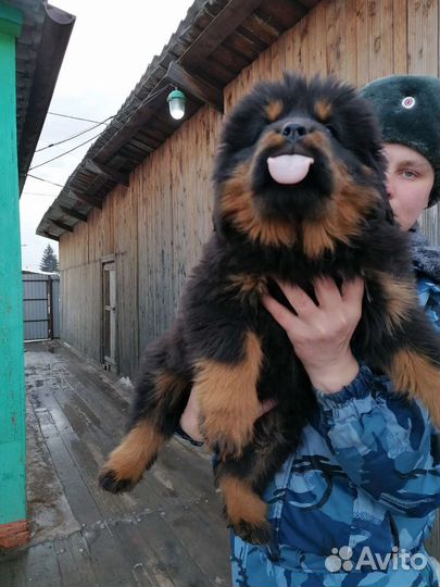 Тибетский мастиф