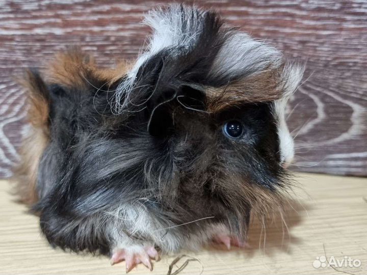 Морская свинка опт и розница